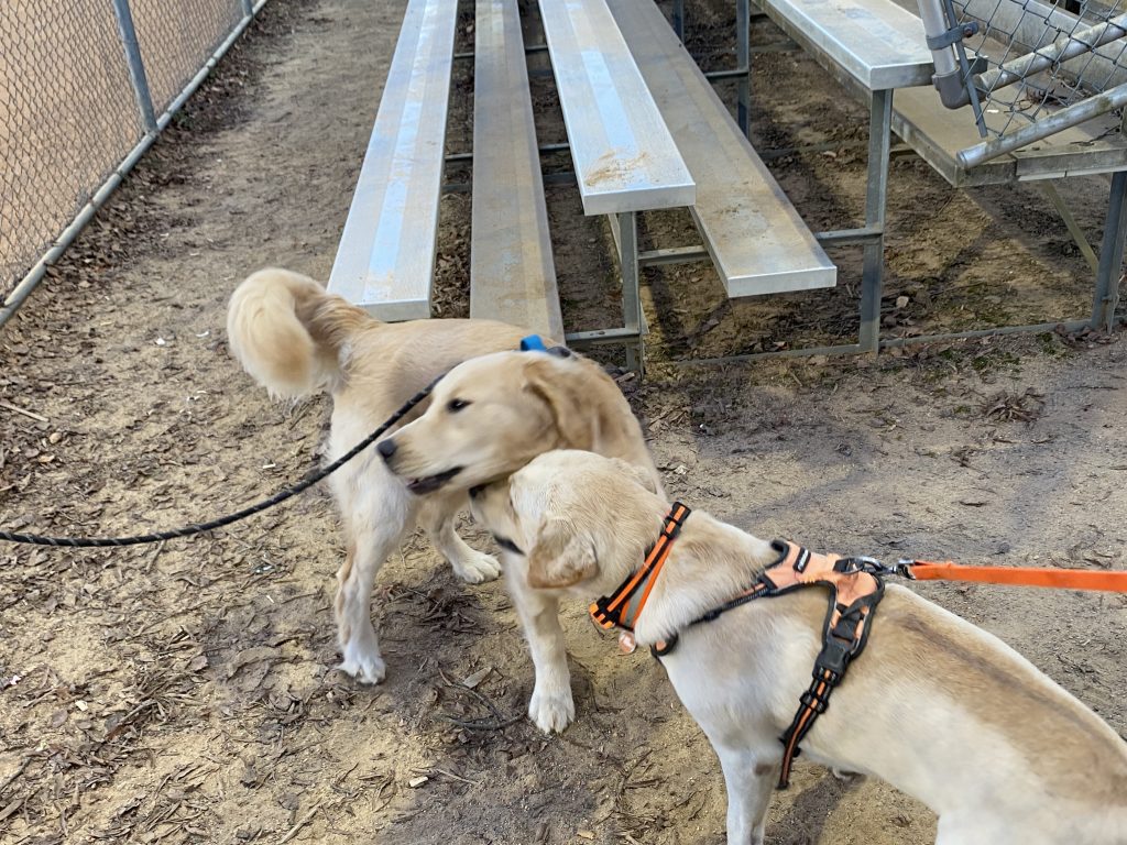 Hail Mary's two bestest canine fans at the October 4 games.